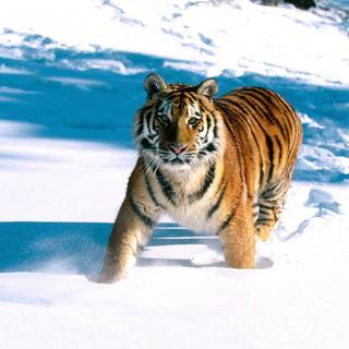 Siberian tiger wallpaper