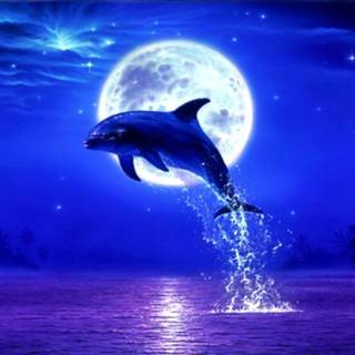 Dolphin desktop wallpaper