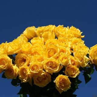 Free yellow rose wallpaper