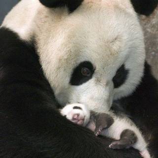 Baby panda wallpaper