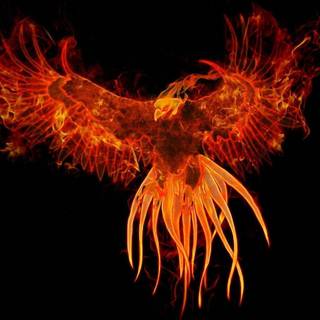 Firebird wallpaper