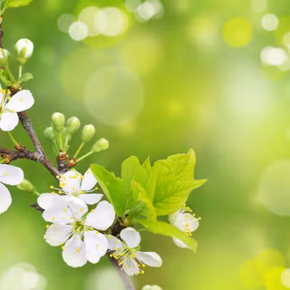 Free spring backgrounds desktop