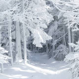 Winter background pics