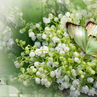 Lily of the valley wallpaper