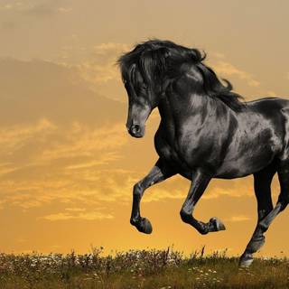 Arabian horse wallpaper