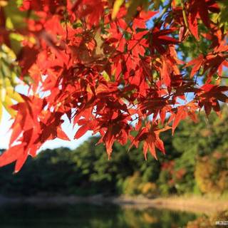 Fall leaves wallpaper free