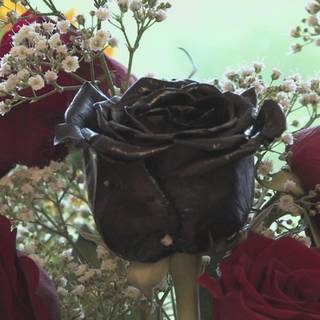 Free pictures of black roses