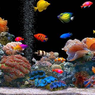 Fish desktop wallpaper