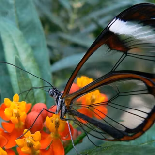 Butterfly HD wallpaper