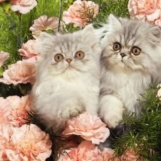 Baby kitten wallpaper