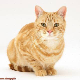 Cat white background