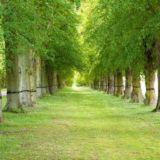 Tree desktop background