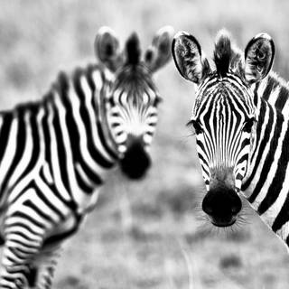 Zebra desktop backgrounds