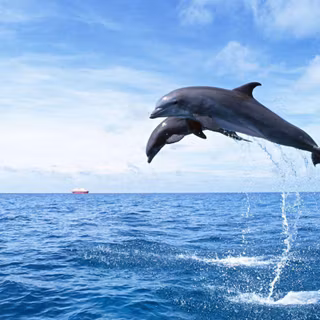 Free dolphin wallpaper for desktop