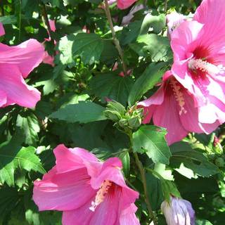 Hibiscus flower wallpaper