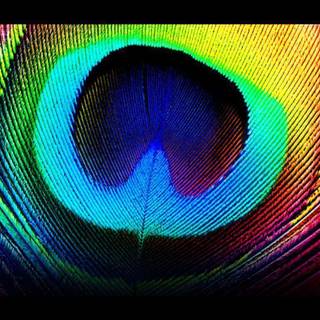 Peacock wallpaper desktop