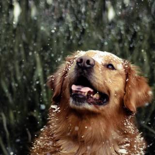 Golden retriever backgrounds