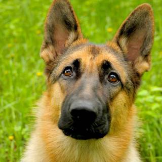 German Shepherd dog wallpaper