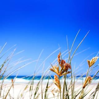 Summer wallpaper for computer