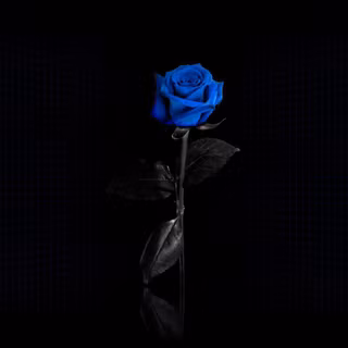 Blue rose background