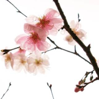 Cherry blossom desktop wallpaper