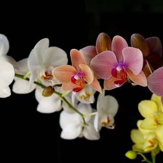 Orchid flower wallpaper