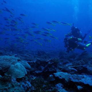 Scuba diving wallpaper