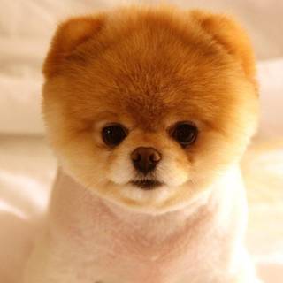 Cute puppy desktop wallpaper