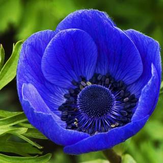 Flower wallpaper free