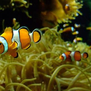 Clownfish wallpaper