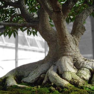 Bonsai tree wallpaper