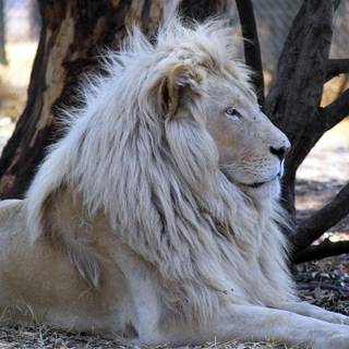 White lion background