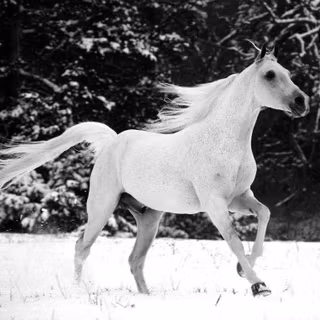Wild horse wallpaper