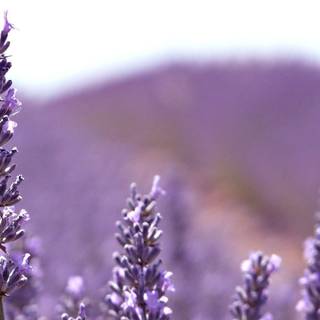 Lavendar wallpaper