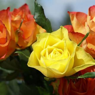 Photos of rose flower