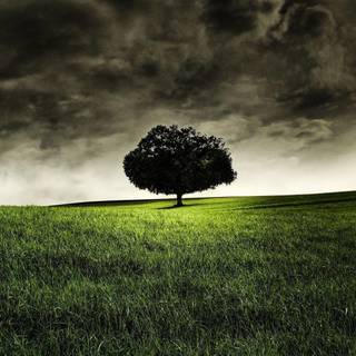 Copa del mundo 2015 trofeo wallpaper