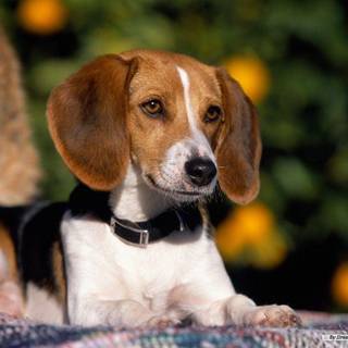 Beagle wallpaper