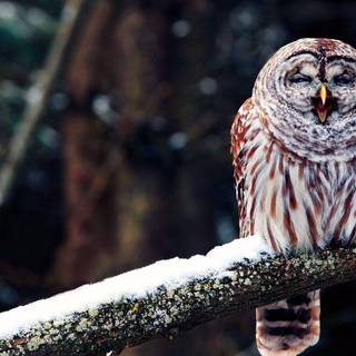Owl wallpaper