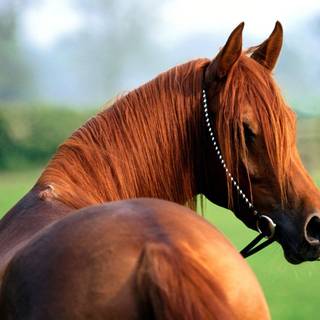 Beautiful horse wallpaper