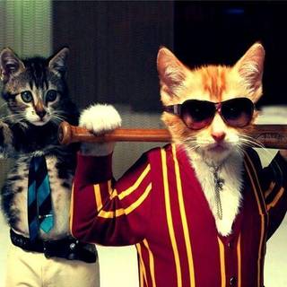 Funny HD wallpaper 1080p