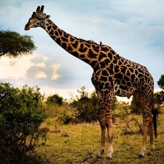 Giraffe backgrounds