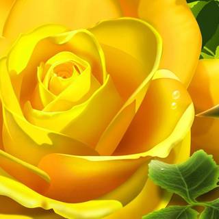 Wallpaper yellow rose