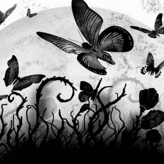Black butterfly wallpaper