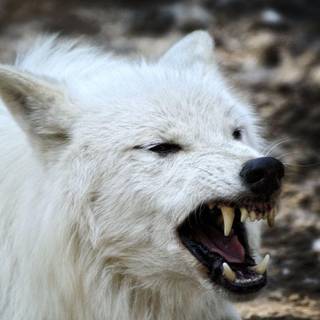 White wolf pics