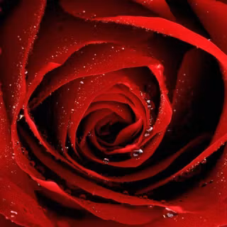Wallpaper red roses