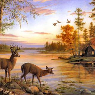 Deer desktop backgrounds