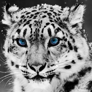 Snow leopard mac wallpaper