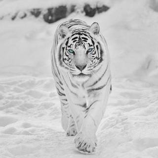 White tigers wallpaper
