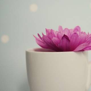 Pretty pictures to download