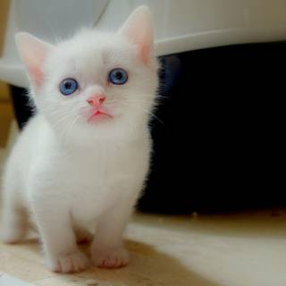 Pictures of white kittens